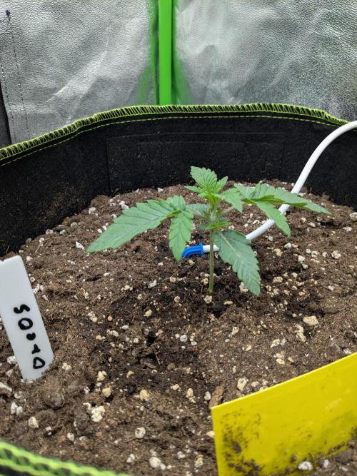 Diary_Tangie_Oreos_Gelato. Week 2