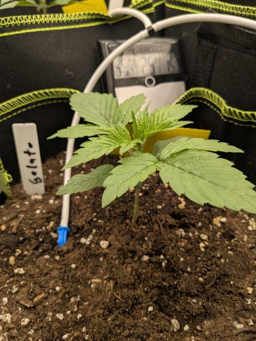 Diary_Tangie_Oreos_Gelato. Week 2
