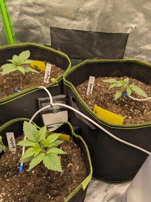 Diary_Tangie_Oreos_Gelato. Week 2