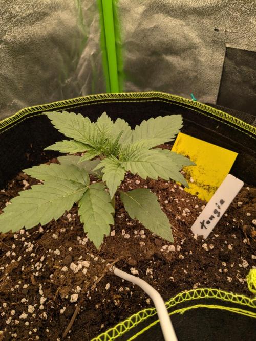 Diary_Tangie_Oreos_Gelato. Week 2