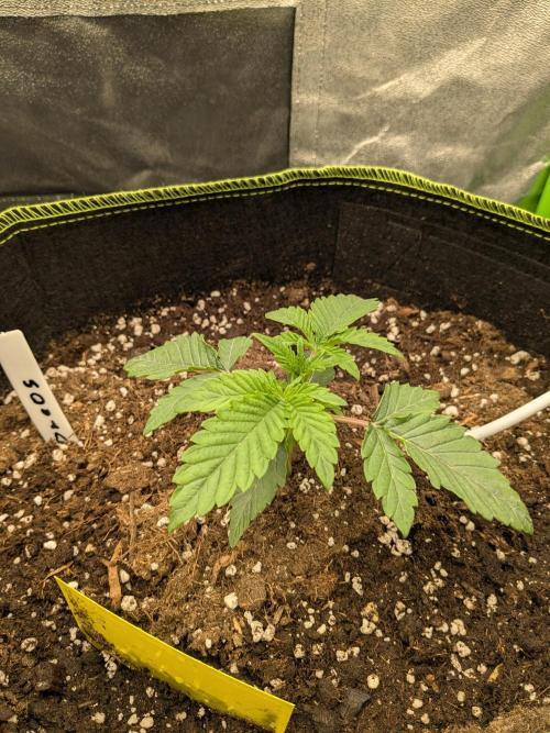 Diary_Tangie_Oreos_Gelato. Week 2