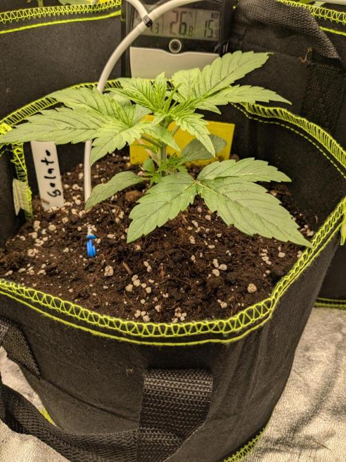 Diary_Tangie_Oreos_Gelato. Week 2