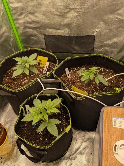 Diary_Tangie_Oreos_Gelato. Week 2