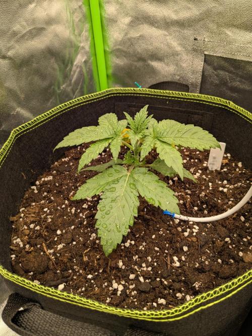 Diary_Tangie_Oreos_Gelato. Week 3