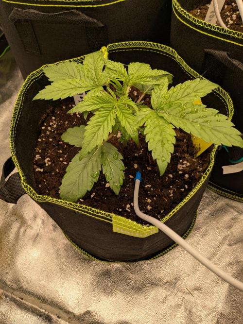 Diary_Tangie_Oreos_Gelato. Week 3