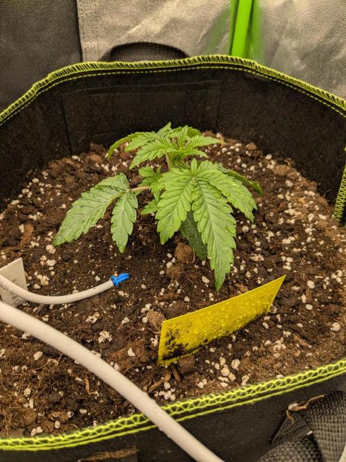 Diary_Tangie_Oreos_Gelato. Week 3