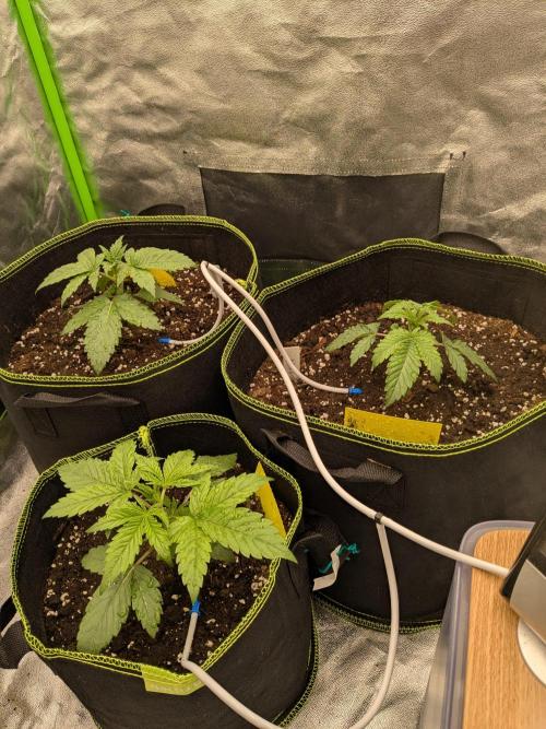 Diary_Tangie_Oreos_Gelato. Week 3