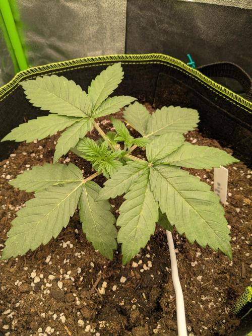 Diary_Tangie_Oreos_Gelato. Week 3