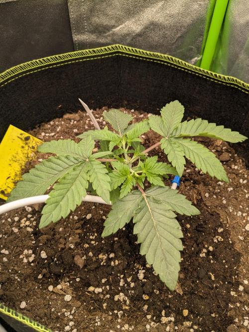 Diary_Tangie_Oreos_Gelato. Week 3