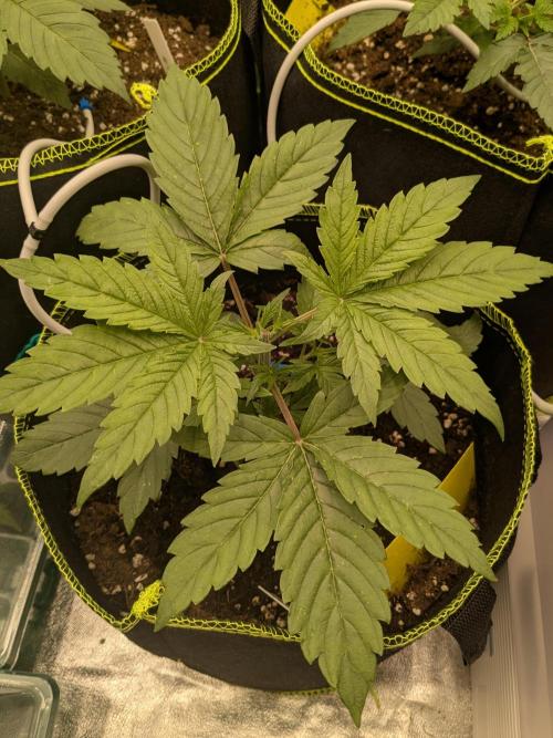 Diary_Tangie_Oreos_Gelato. Week 3