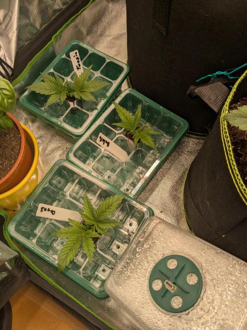 Diary_Tangie_Oreos_Gelato. Week 3