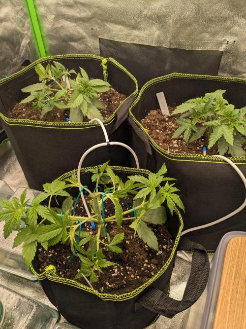 Diary_Tangie_Oreos_Gelato. Week 3