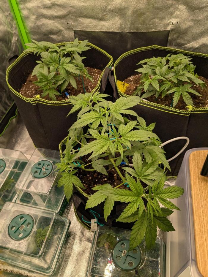 Diary_Tangie_Oreos_Gelato. Week 4