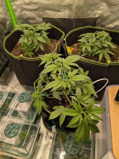 Diary_Tangie_Oreos_Gelato. Week 4