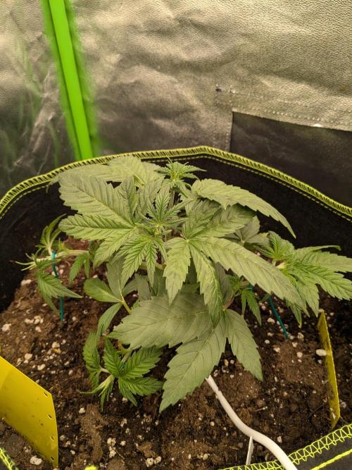 Diary_Tangie_Oreos_Gelato. Week 4
