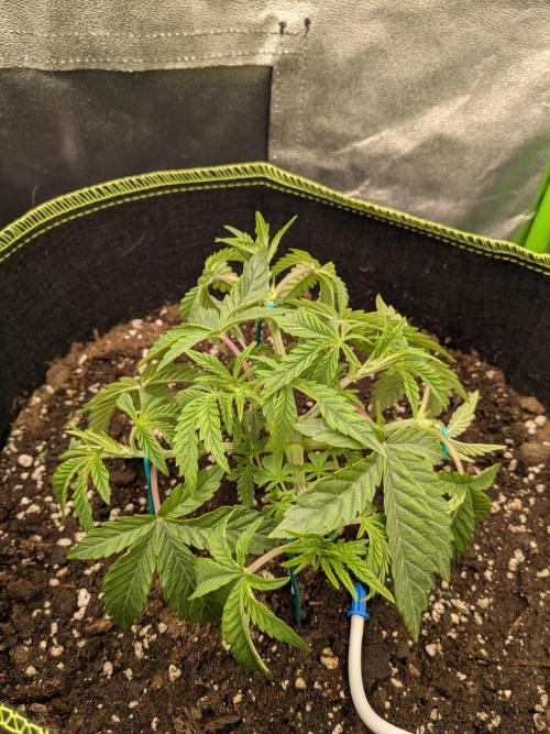 Diary_Tangie_Oreos_Gelato. Week 4