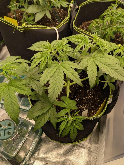 Diary_Tangie_Oreos_Gelato. Week 4