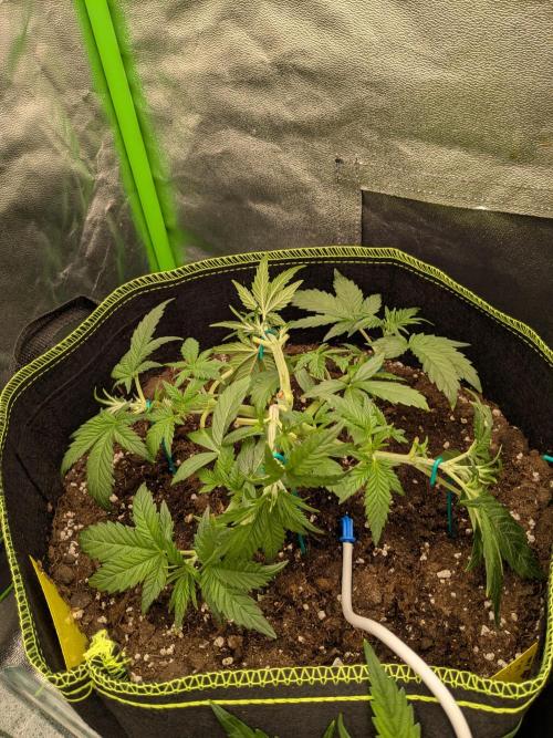 Diary_Tangie_Oreos_Gelato. Week 4