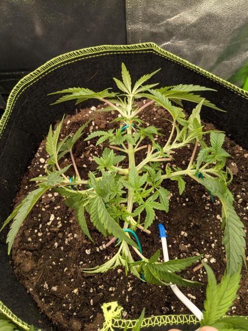 Diary_Tangie_Oreos_Gelato. Week 4