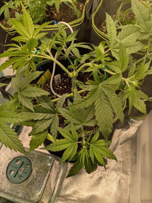 Diary_Tangie_Oreos_Gelato. Week 4