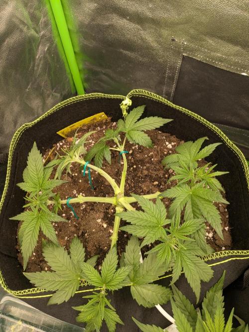 Diary_Tangie_Oreos_Gelato. Week 5