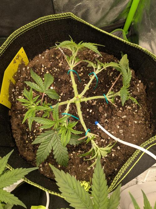 Diary_Tangie_Oreos_Gelato. Week 5