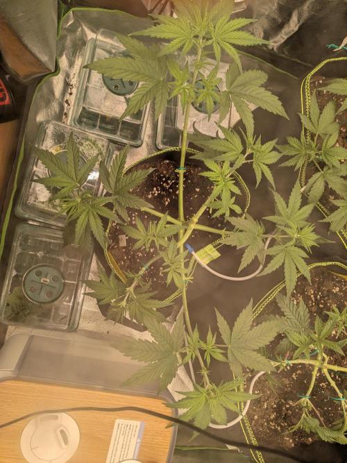 Diary_Tangie_Oreos_Gelato. Week 5