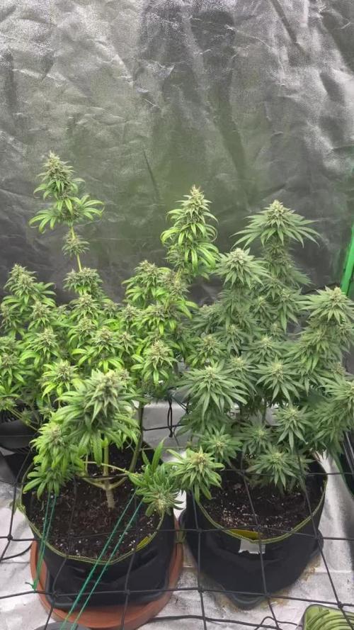 First Grow Ever (Forbidden Fruit Ottstation)