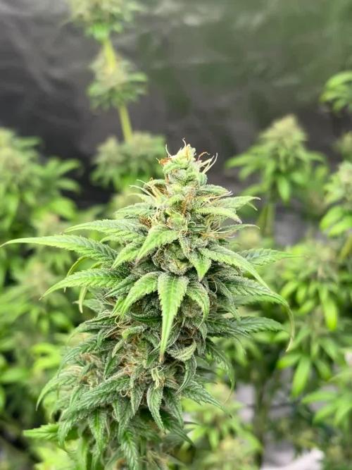 First Grow Ever (Forbidden Fruit Ottstation)