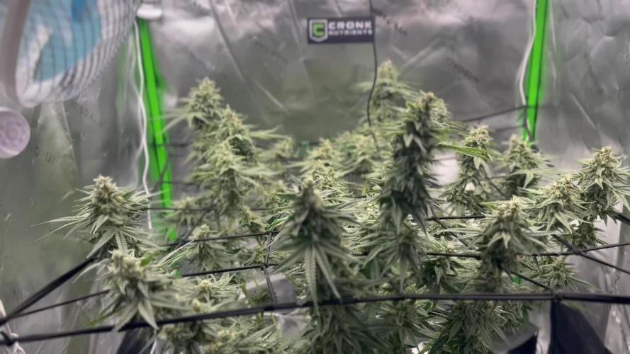 Special Queen #1 3x3 tent