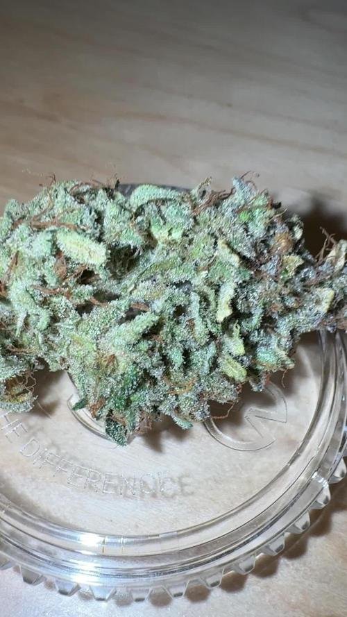 2nd grow: Girl Scout Cookies Autoflower Zamnesia Indoor