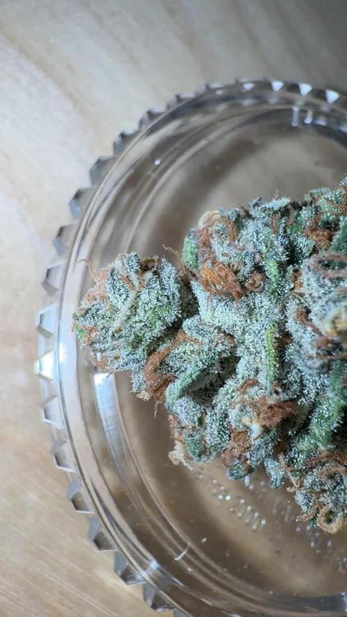 Sour ZODA from Umami Seed Co. - First photoperiodic grow