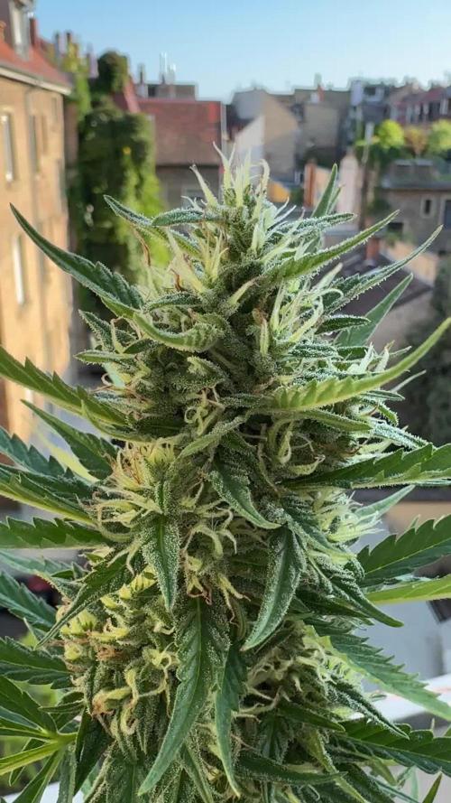 Apple Strudel (AUTO) Outdoor