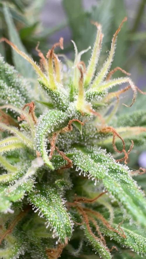 Apple Strudel (AUTO) Outdoor