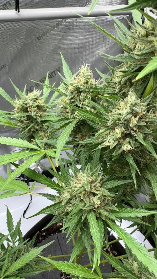 Apple Strudel (AUTO) Outdoor