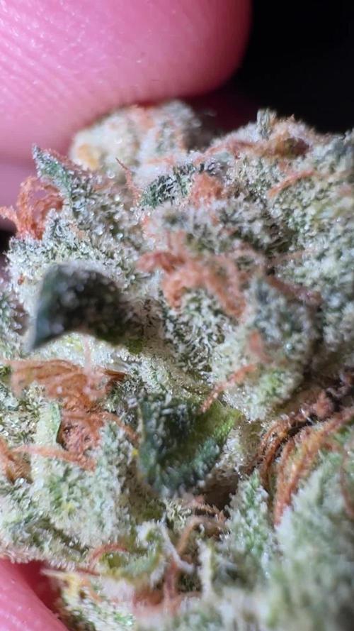 Sour ZODA from Umami Seed Co. - First photoperiodic grow