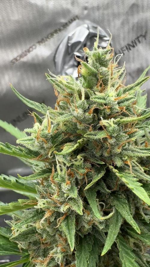 Apple Strudel (AUTO) Outdoor