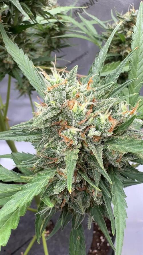 Apple Strudel (AUTO) Outdoor