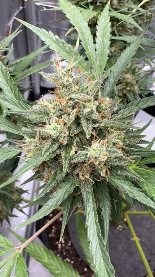 Apple Strudel (AUTO) Outdoor
