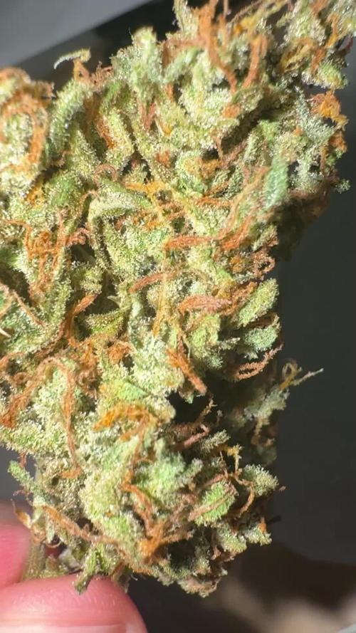 Apple Strudel (AUTO) Outdoor