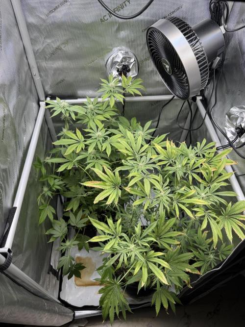 Cookie Casket by Barney's Farm. Week 11 - 09/November 2025: Day 29