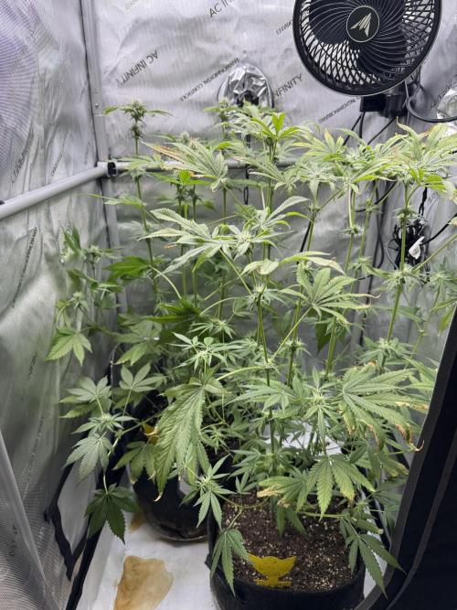 Cookie Casket by Barney's Farm. Week 11 - Day 29