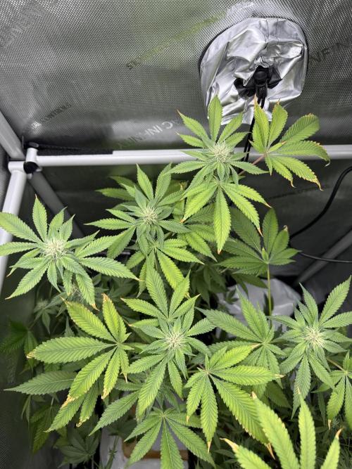 Cookie Casket by Barney's Farm. Week 11 - Day 29