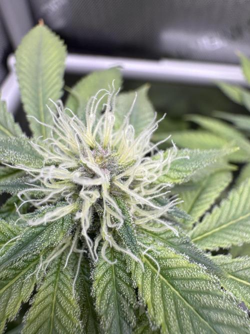 Cookie Casket by Barney's Farm. Week 11 - Day 29