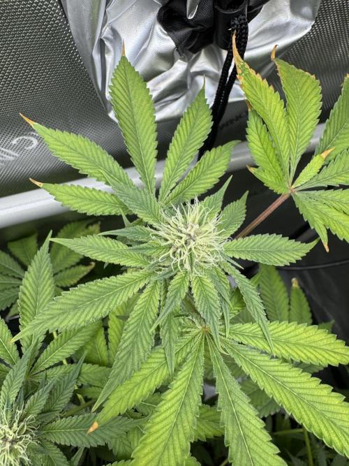 Cookie Casket by Barney's Farm. Week 11 - Day 29