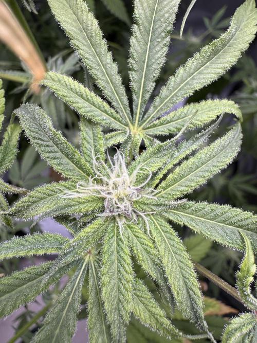 Iced Up Cherries by Square One Genetics. Week 11 - Day 29