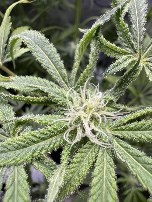 Iced Up Cherries by Square One Genetics. Week 11 - Day 29