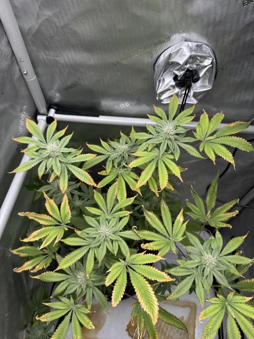Cookie Casket by Barney's Farm. Week 12 - Day 36