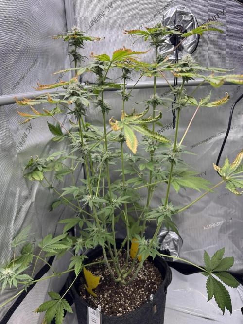 Cookie Casket by Barney's Farm. Week 12 - Day 36