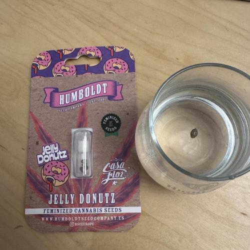 Jelly Donutz by Humboldt Seed Co.. Week 0